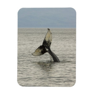Magnet Flexible Amérique du Nord, États-Unis, AK, Passage Intérieu
