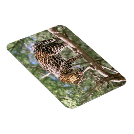 Magnet Flexible Amérique du Sud, Equateur, Amazonie. Ocelot (Côté Droit)