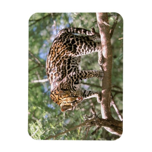 Magnet Flexible Amérique du Sud, Equateur, Amazonie. Ocelot (Vertical)