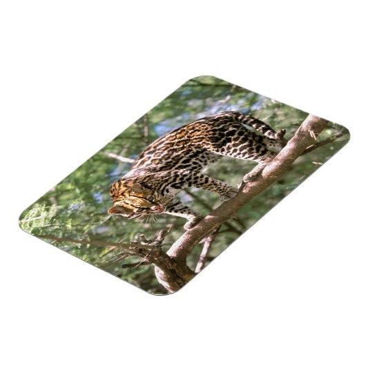 Magnet Flexible Amérique du Sud, Equateur, Amazonie. Ocelot (Côté Gauche)