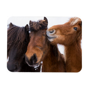Magnet Flexible Amis islandais du cheval, Islande