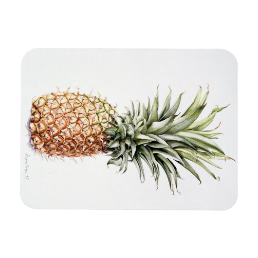Magnet Flexible Ananas 1997 (Horizontal)