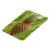 Magnet Flexible Ananas sauvage Fruit tropical dans la nature (Côté Gauche)