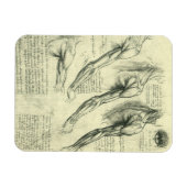 Magnet Flexible Anatomie du bras et de l'épaule par Léonard de Vin (Horizontal)