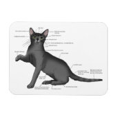 Magnet Flexible Anatomie du chat amusant (Horizontal)