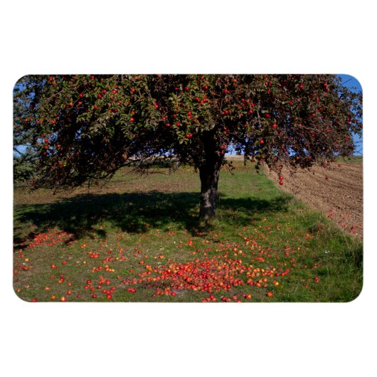 Magnet Flexible Ancien arbre à pomme (Horizontal)