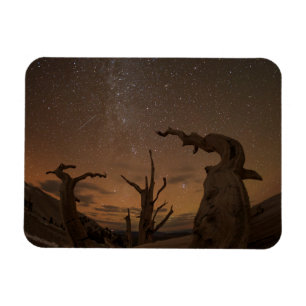 Magnet Flexible Ancient Bristlecone Pine Forest   California