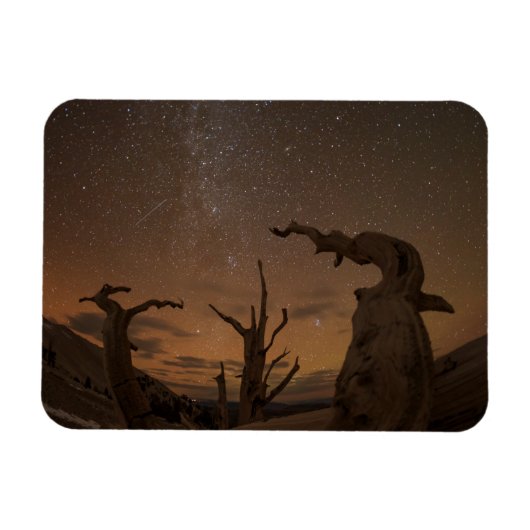 Magnet Flexible Ancient Bristlecone Pine Forest | California (Horizontal)