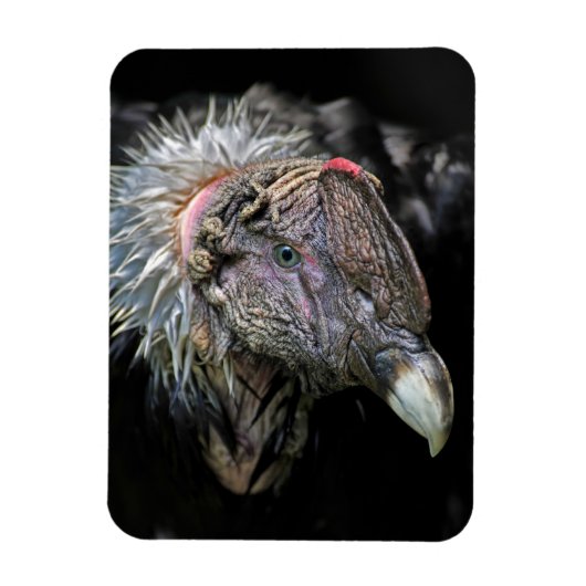 Magnet Flexible Andean Condor Homme (Vertical)