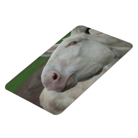 Magnet Flexible Âne baroque blanc (Côté Gauche)