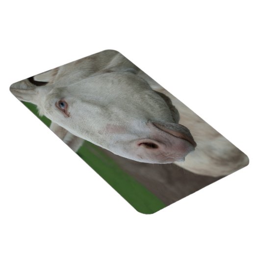 Magnet Flexible Âne baroque blanc (Côté Droit)