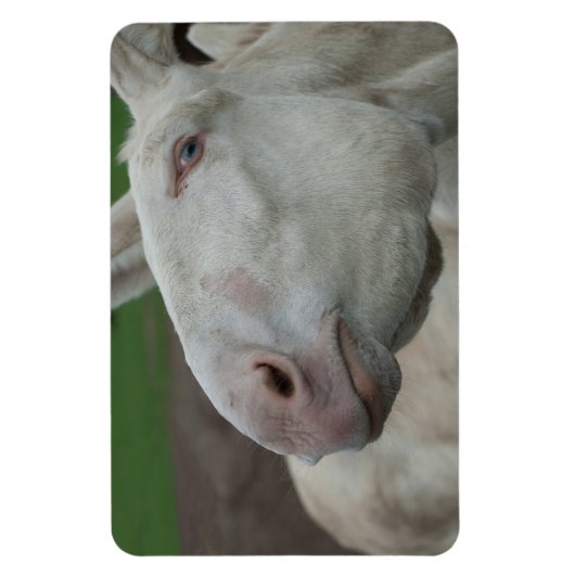 Magnet Flexible Âne baroque blanc (Vertical)