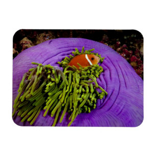 Magnet Flexible Anemonefish et grande anémone