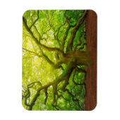 Magnet Flexible Angel Oak (Vertical)