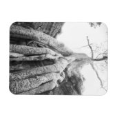 Magnet Flexible Angkor Cambodge, Arbre Ta Prohm (Horizontal)