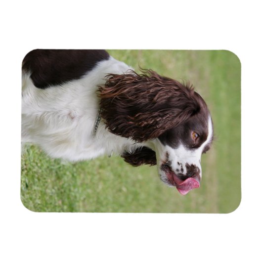 Magnet Flexible Anglais Springer Spaniel Licking Nose (Horizontal)