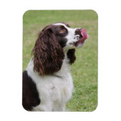 Magnet Flexible Anglais Springer Spaniel Licking Nose (Vertical)