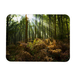 Magnet Flexible Angleterre, Angleterre. Rayons de lumière du solei