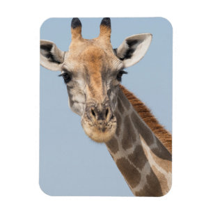 Magnet Flexible Angolan Giraffe Portrait