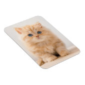 Magnet Flexible Animaux de bébés cutest | A British Longhair Kitte (Côté Droit)
