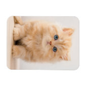 Magnet Flexible Animaux de bébés cutest | A British Longhair Kitte (Horizontal)
