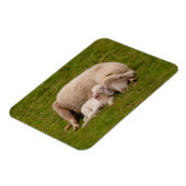 Magnet Flexible Animaux de bébés cutest | Agneau dormant souriant (Côté Gauche)