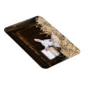 Magnet Flexible Animaux de bébés cutest | Agneau nouveau-né (Côté Droit)