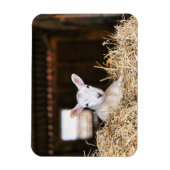 Magnet Flexible Animaux de bébés cutest | Agneau nouveau-né (Vertical)