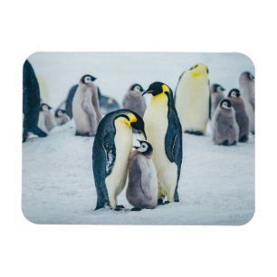 Magnet Flexible Animaux de bébés cutest   Alimentation de pingouin