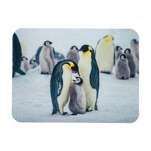 Magnet Flexible Animaux de bébés cutest | Alimentation de pingouin (Horizontal)