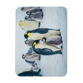 Magnet Flexible Animaux de bébés cutest | Alimentation de pingouin (Vertical)