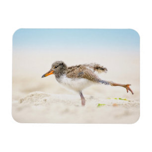 Magnet Flexible Animaux de bébés cutest American Oystercatcher C