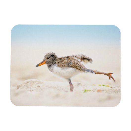 Magnet Flexible Animaux de bébés cutest | American Oystercatcher C (Horizontal)