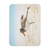 Magnet Flexible Animaux de bébés cutest | American Oystercatcher C (Vertical)