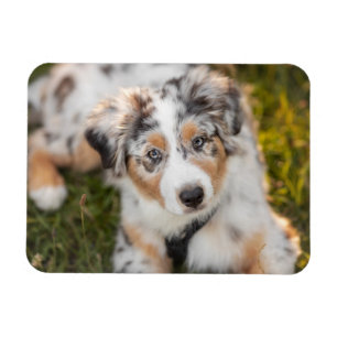 Magnet Flexible Animaux de bébés cutest Australian Shepherd Pupp