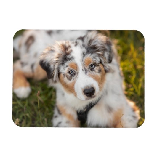 Magnet Flexible Animaux de bébés cutest | Australian Shepherd Pupp (Horizontal)