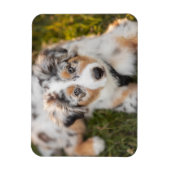 Magnet Flexible Animaux de bébés cutest | Australian Shepherd Pupp (Vertical)