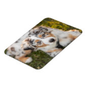 Magnet Flexible Animaux de bébés cutest | Australian Shepherd Pupp (Côté Gauche)