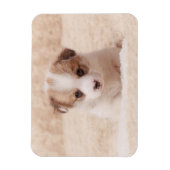 Magnet Flexible Animaux de bébés cutest | Baby Corgi (Vertical)