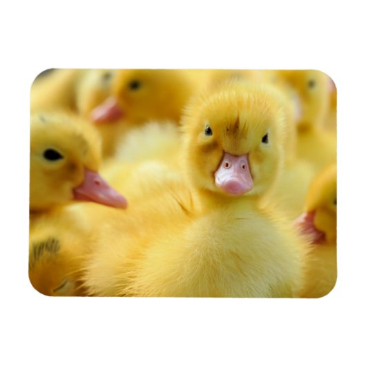 Magnet Flexible Animaux de bébés cutest | Baby Duck Group (Horizontal)