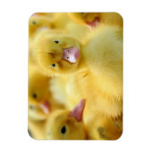 Magnet Flexible Animaux de bébés cutest | Baby Duck Group (Vertical)