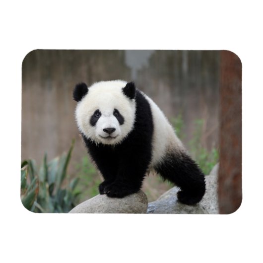 Magnet Flexible Animaux de bébés cutest | Baby Panda géant (Horizontal)