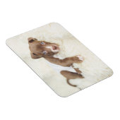 Magnet Flexible Animaux de bébés cutest | Baby Pit Bull Puppy (Côté Droit)