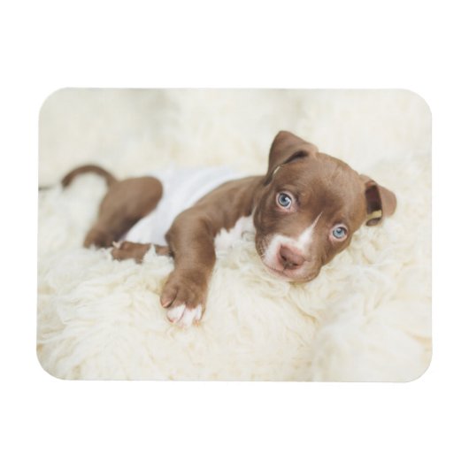 Magnet Flexible Animaux de bébés cutest | Baby Pit Bull Puppy (Horizontal)
