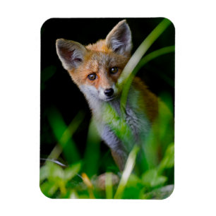 Magnet Flexible Animaux de bébés cutest Baby Red Fox