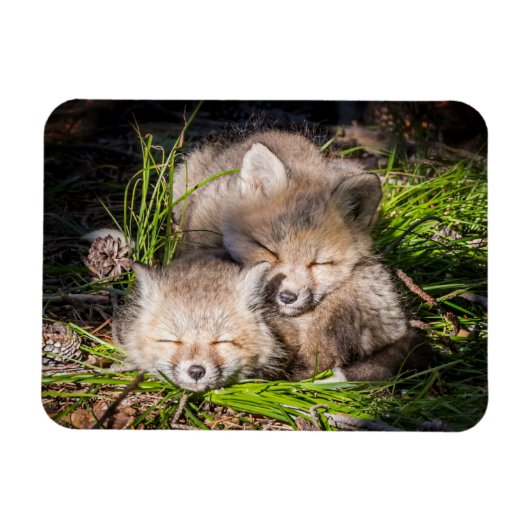 Magnet Flexible Animaux de bébés cutest | Baby Red Fox Kits Sleepi (Horizontal)