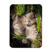 Magnet Flexible Animaux de bébés cutest | Baby Red Fox Kits Sleepi (Vertical)