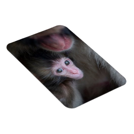 Magnet Flexible Animaux de bébés cutest | Bébé Macaque singe et mè (Côté Droit)