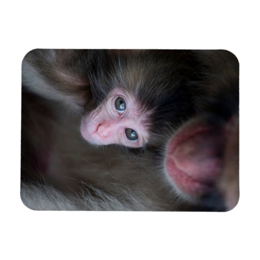 Magnet Flexible Animaux de bébés cutest | Bébé Macaque singe et mè (Horizontal)