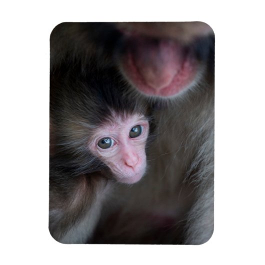 Magnet Flexible Animaux de bébés cutest | Bébé Macaque singe et mè (Vertical)